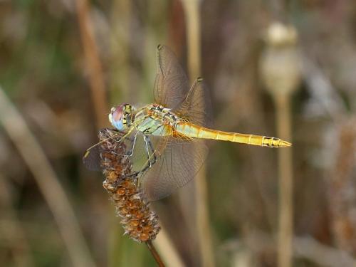 Réf. 214 737 : Sympetrum fonscolombii